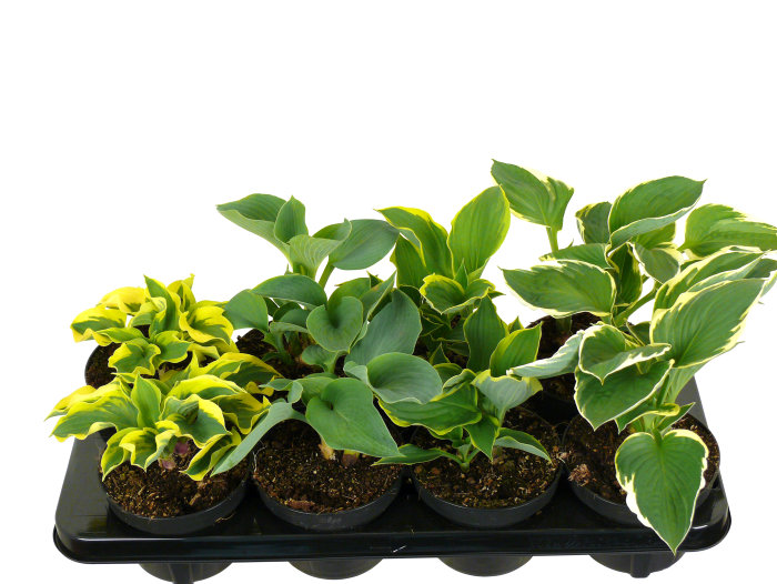 Hosta mix 13 cm potte